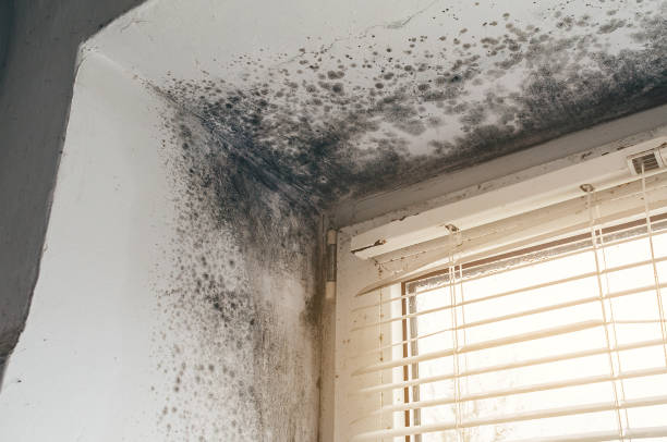 Affordable Commercial Mold Remediation solutions in Petersburg, MI
